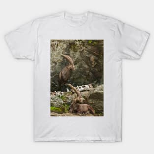 Ibex On Rocks T-Shirt